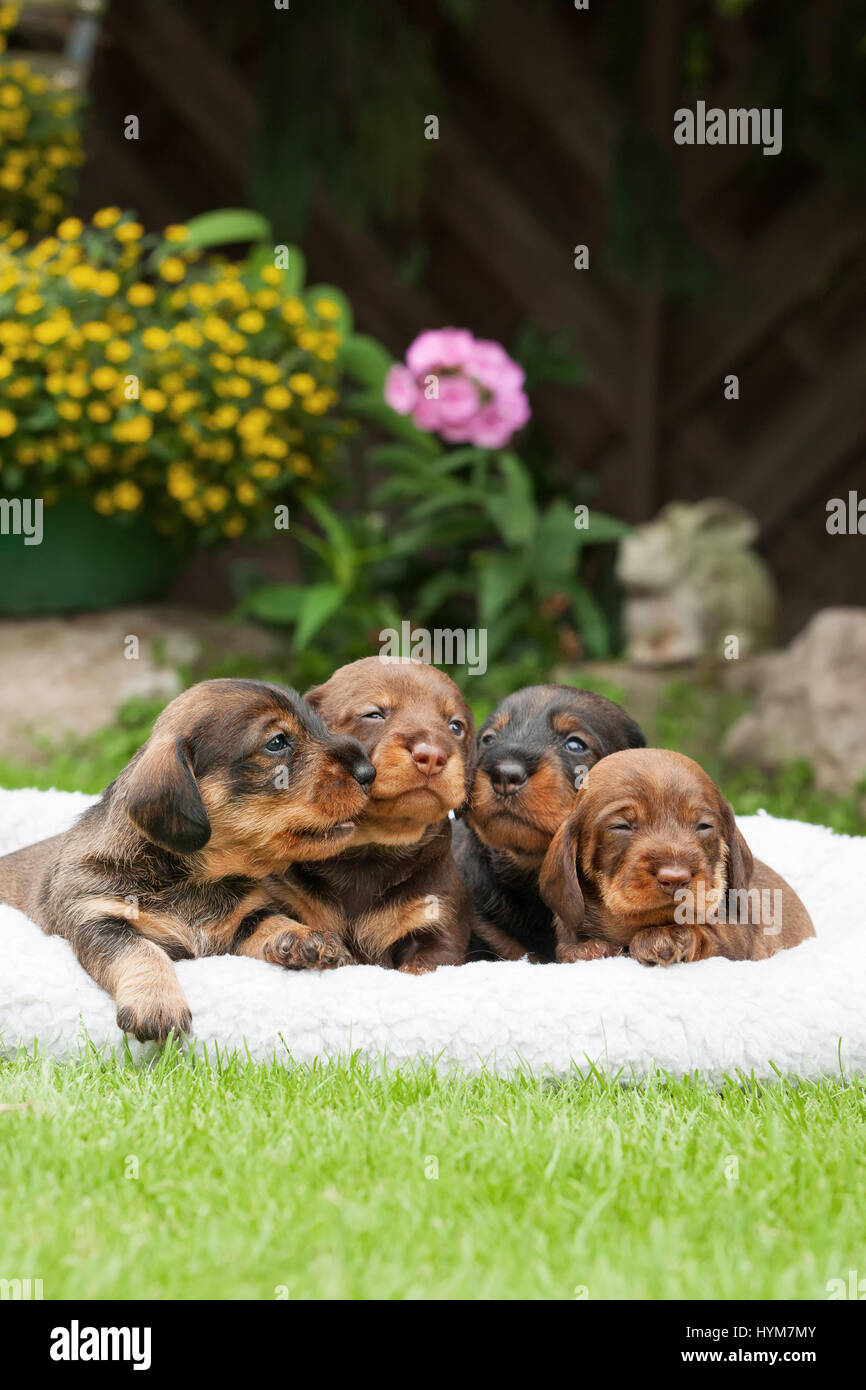 wirehaired standard dachshund