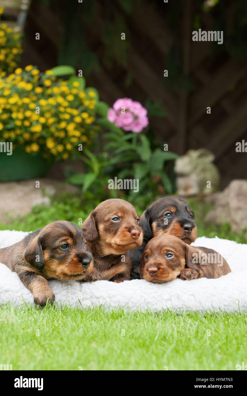 4 week old dachshund puppies