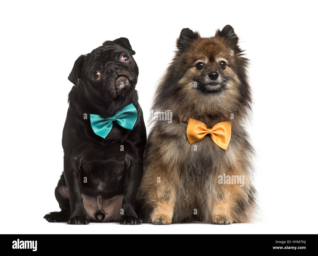 Black pug Pug with bow tie, isolated on white Stock Photo