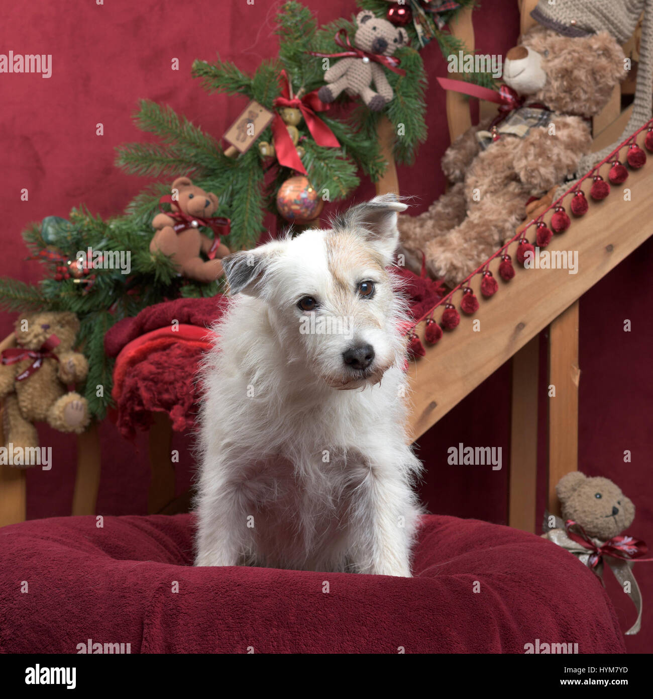 Jack russell in Christmas decoration Stock Photo Alamy
