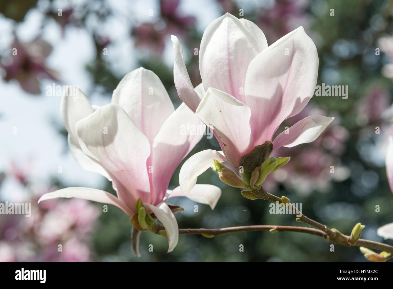 Close-Up Photograph of a magnolia blossom Stock Photo - Alamy