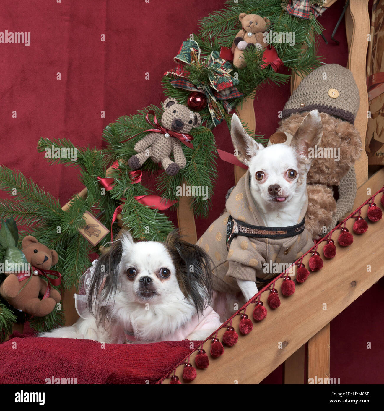 Two chihuahuas sitting, in christmas decorations Stock Photo - Alamy