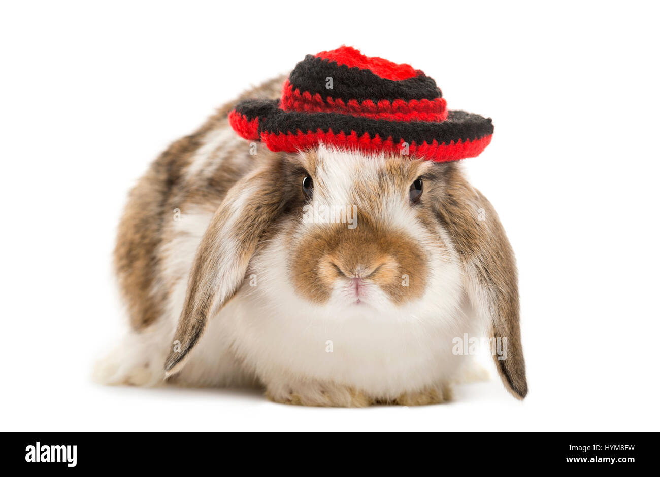 rabbit with hat, isolated on white Stock Photo Alamy