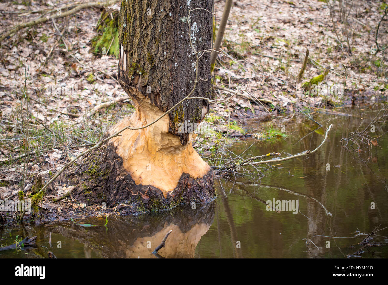 Beavers swamp Stock Photo Alamy
