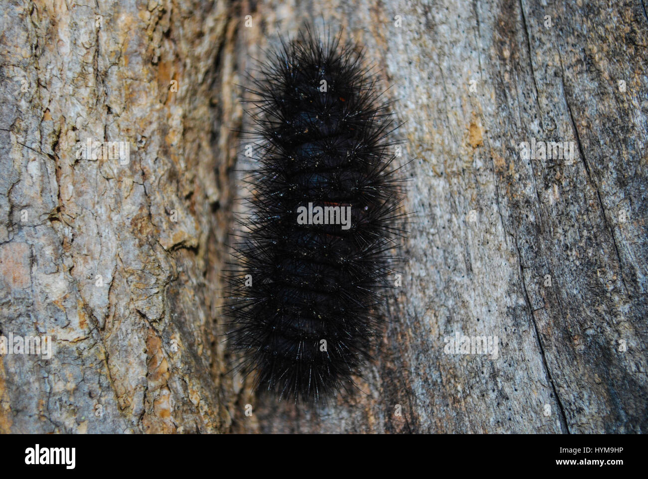 A Woolly Bear Caterpillar Also Known as the Woolly Worm Stock Photo