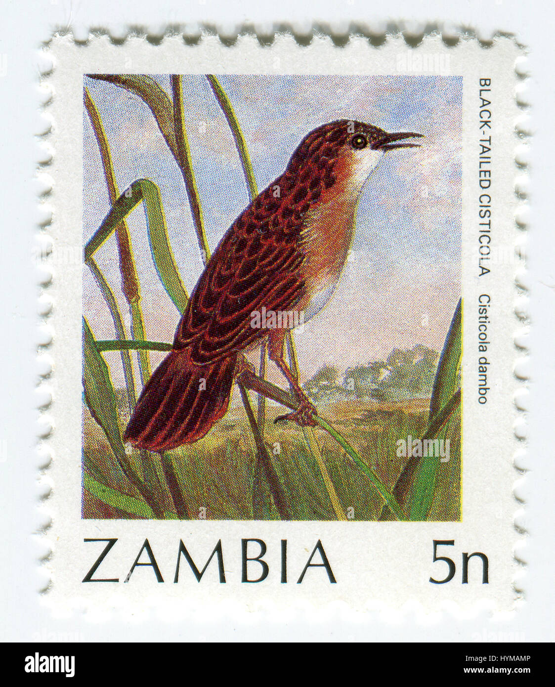GOMEL, BELARUS, APRIL 5, 2017. Stamp printed in Zambia shows image of  The Black-Tailed Cisticola, circa 1980. Stock Photo
