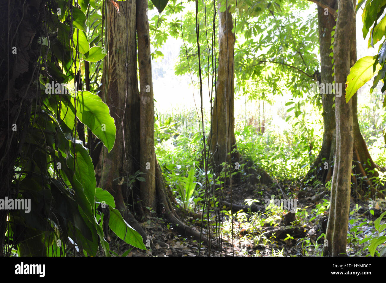 Deep in the jungle of Rio Dulce and Lago Izabal, Guatemala. Central America. Selective focus landscape Stock Photo