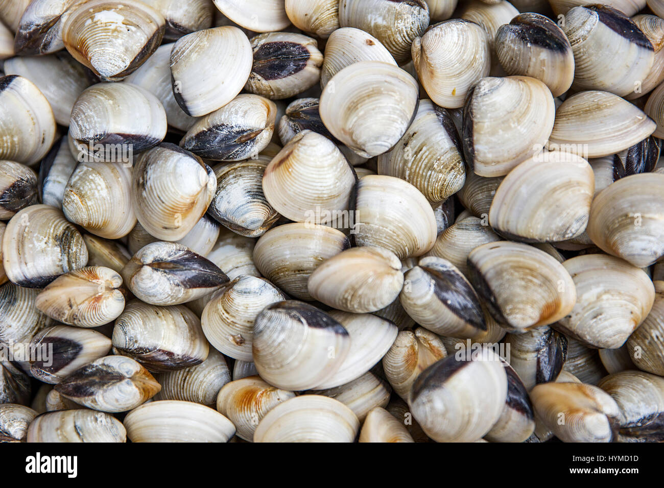 Huge piles of fresh big size clam shell from the ocean in the