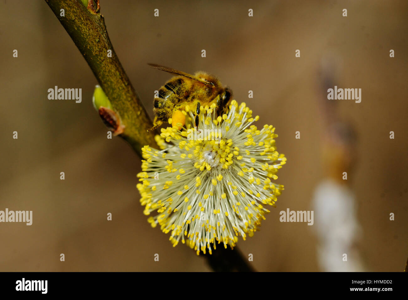 How do bees collect pollen hires stock photography and images Alamy