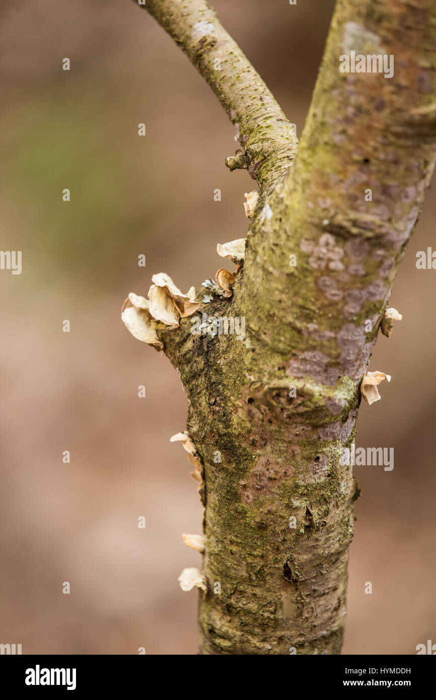 A closeup of mushrooms on a tree trunk Stock Photo - Alamy