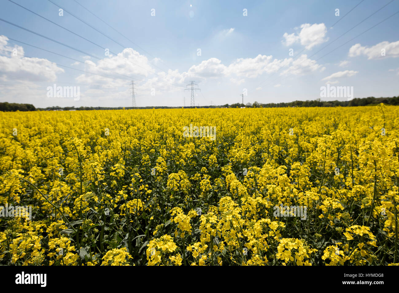 Rape field scenery. Summer time. Backgrounds concept Stock Photo - Alamy