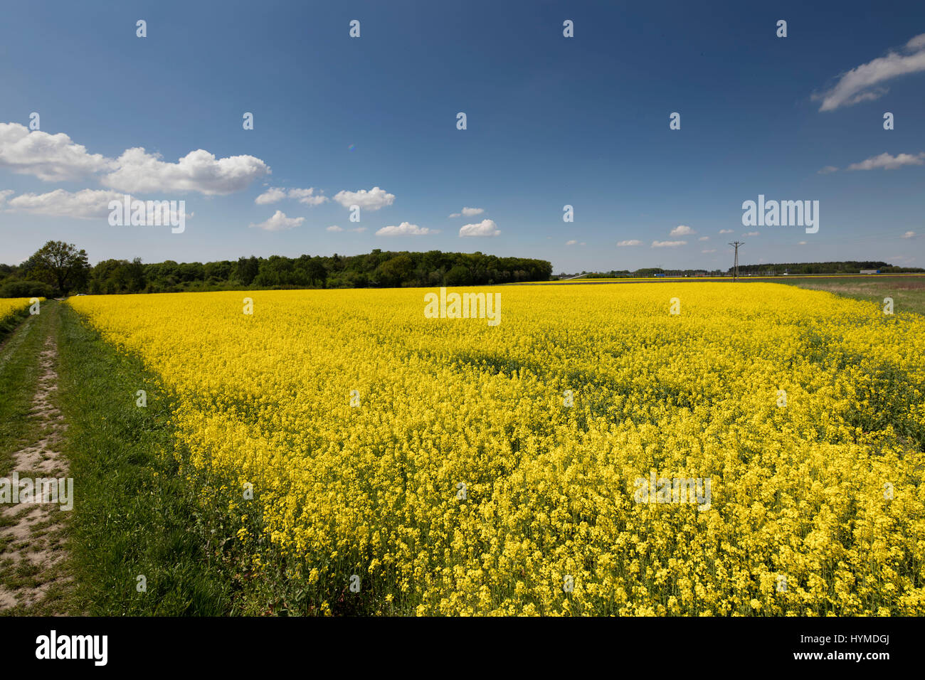 Rape field scenery. Summer time. Backgrounds concept Stock Photo - Alamy