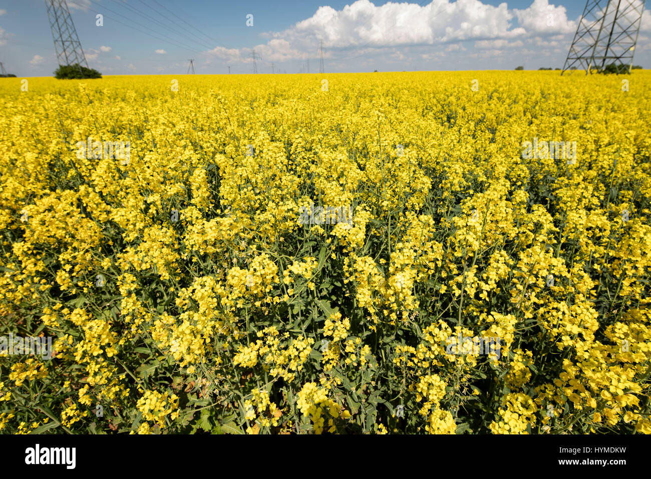Rape field scenery. Summer time. Backgrounds concept Stock Photo - Alamy