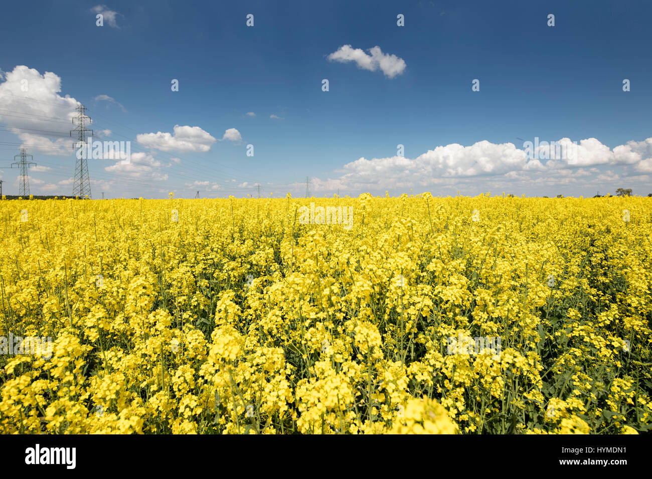 Rape field scenery. Summer time. Backgrounds concept Stock Photo - Alamy