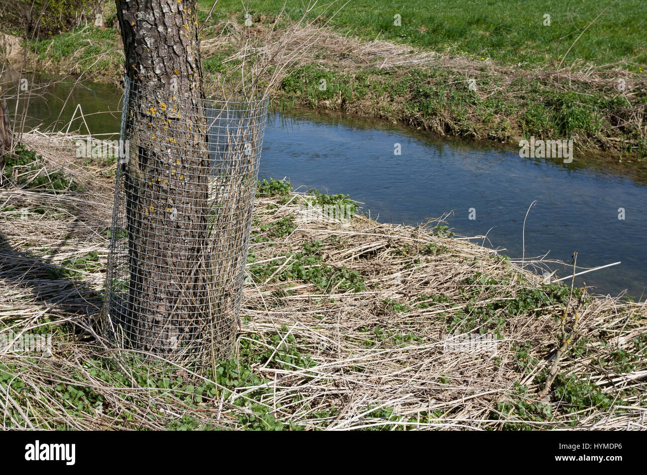 Europäischer Biber, Fraßschutz durch Drahtgeflecht an einem Baumstamm, Biber-Spur, Biberspur, Altwelt-Biber, Castor fiber, Eurasian beaver, European b Stock Photo