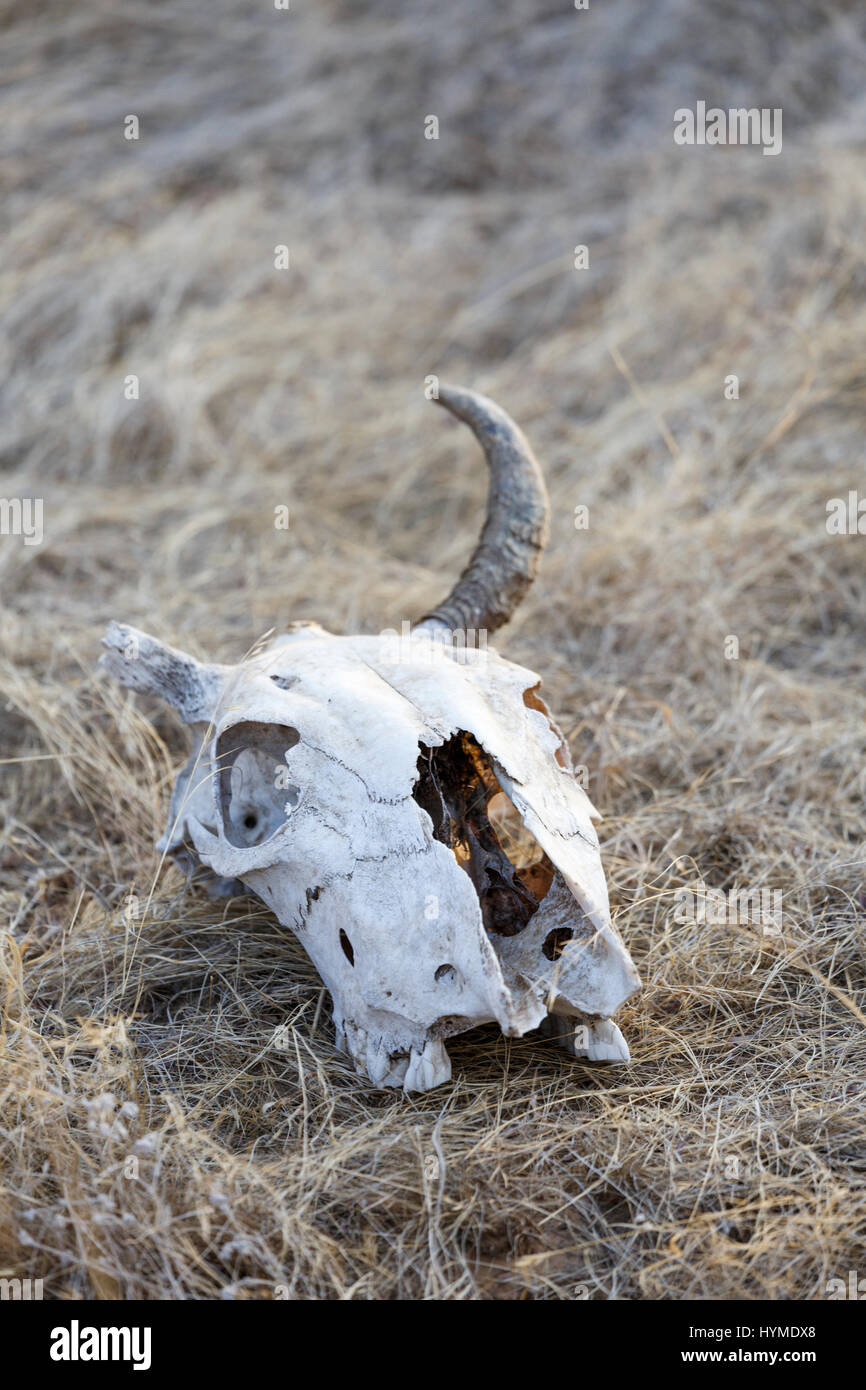 Schädel einer Nilgauantilope, Ranthambhore Tiger Reserve, Nationalpark, Rajasthan, Indien Stock Photo