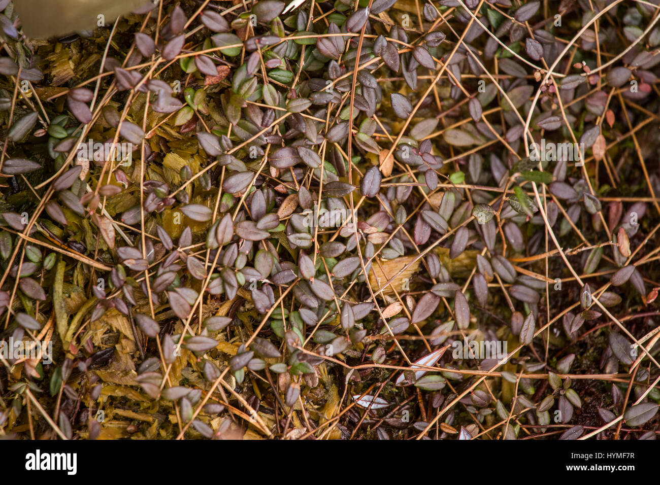 A beautiful ground foliage in a marsh in early spring Stock Photo