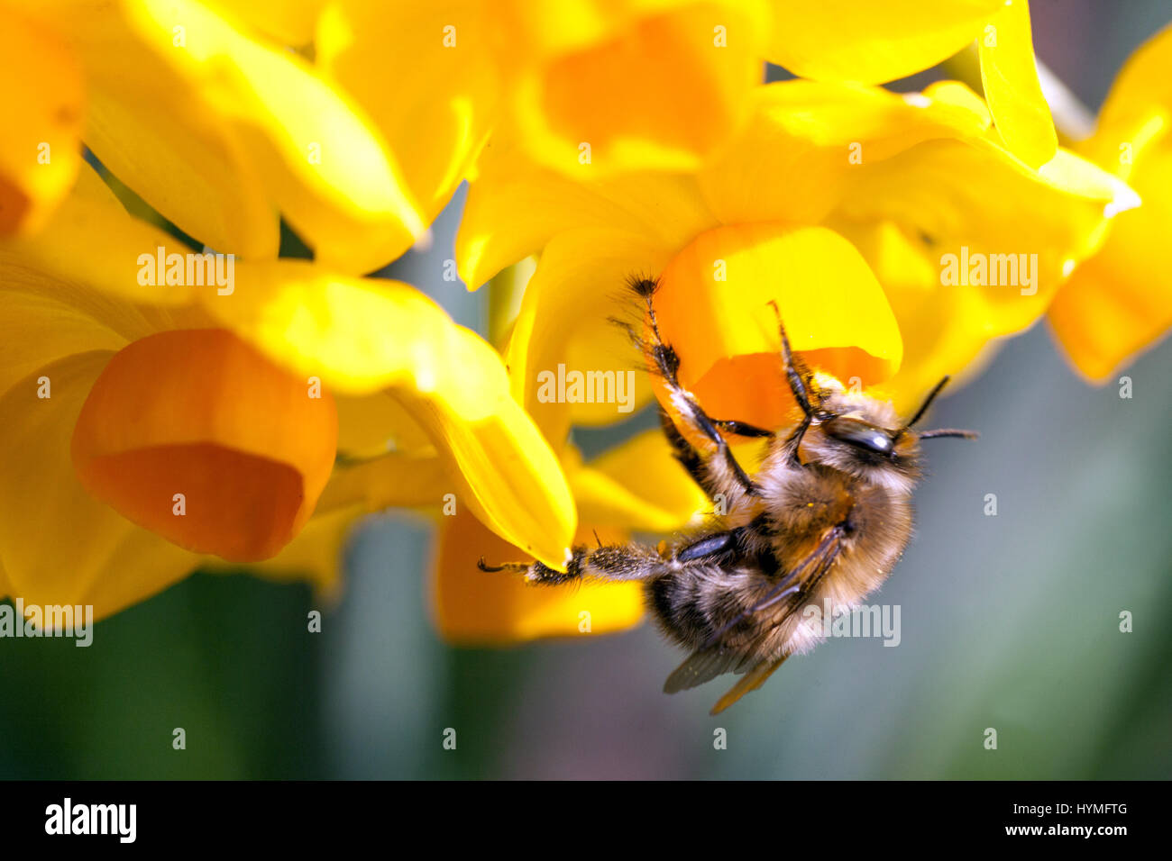 Narcissus 'Martinette', bee on flower, Daffodil, Daffodils Stock Photo