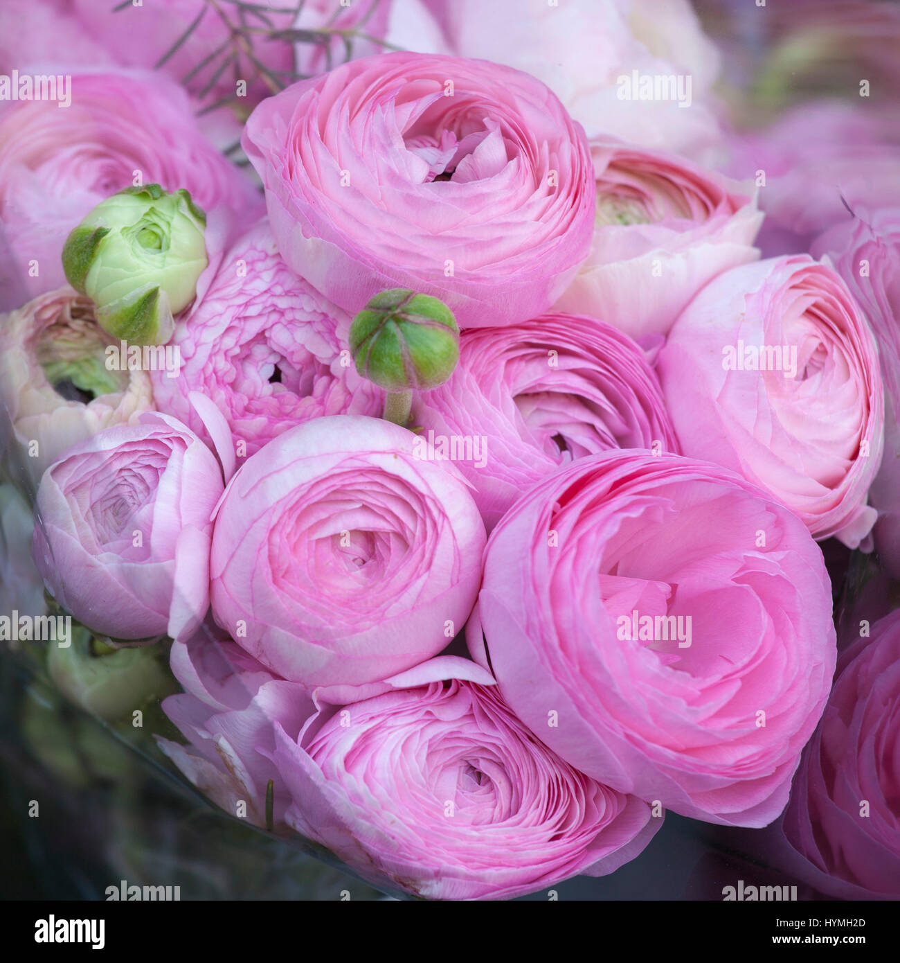 Bouquet of pink Ranunculaceae for sale Stock Photo