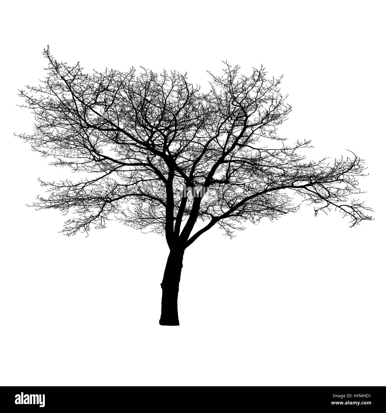 Tree silhouette without leaves isolated on the white background. Stock Photo