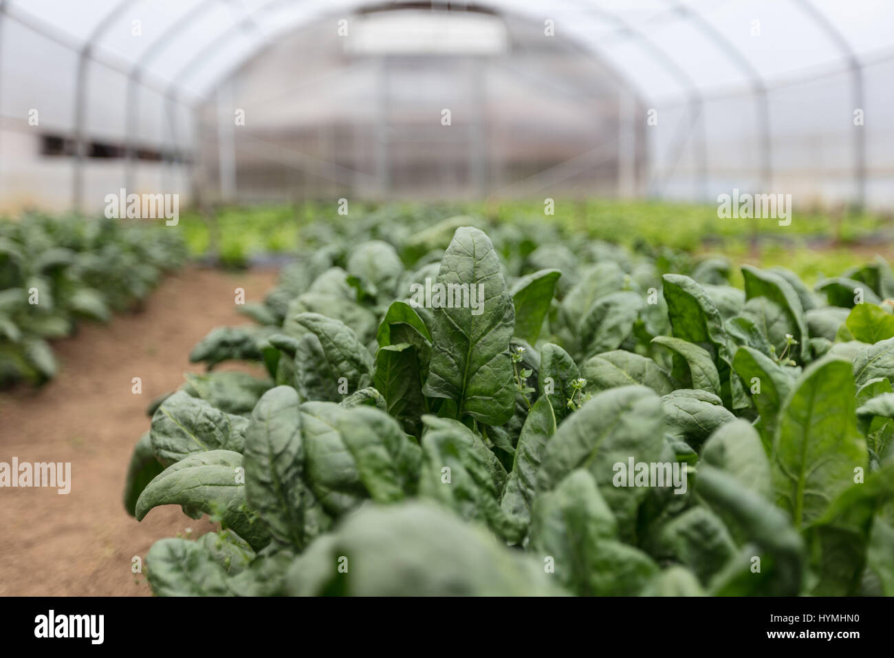 Шпинат в теплице. Ферма растений. Шпинат тепличный. Шпинат в теплице. Шпинат тепличный.