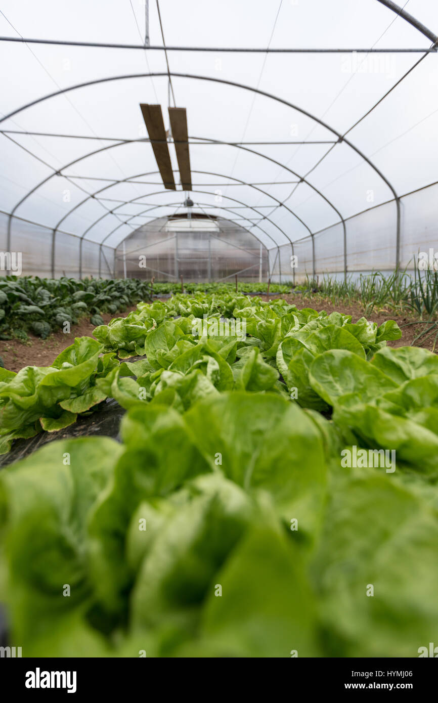 culture of organic salad in greenhouses Stock Photo Alamy