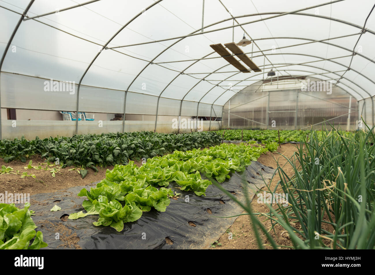 Spinach plantation in a modern greenhouse Stock Photo Alamy