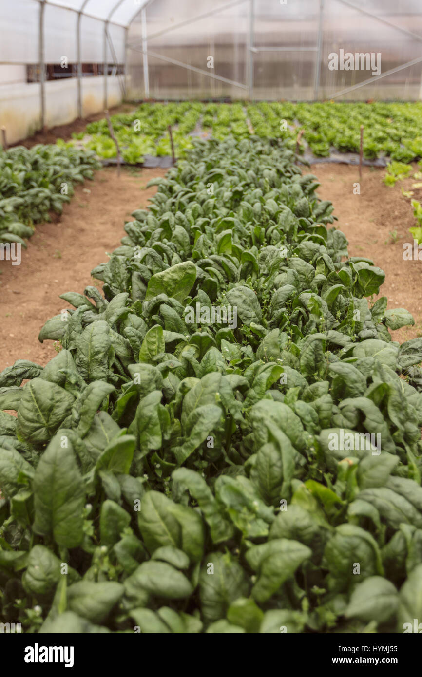 Spinach plants closeup hires stock photography and images Alamy