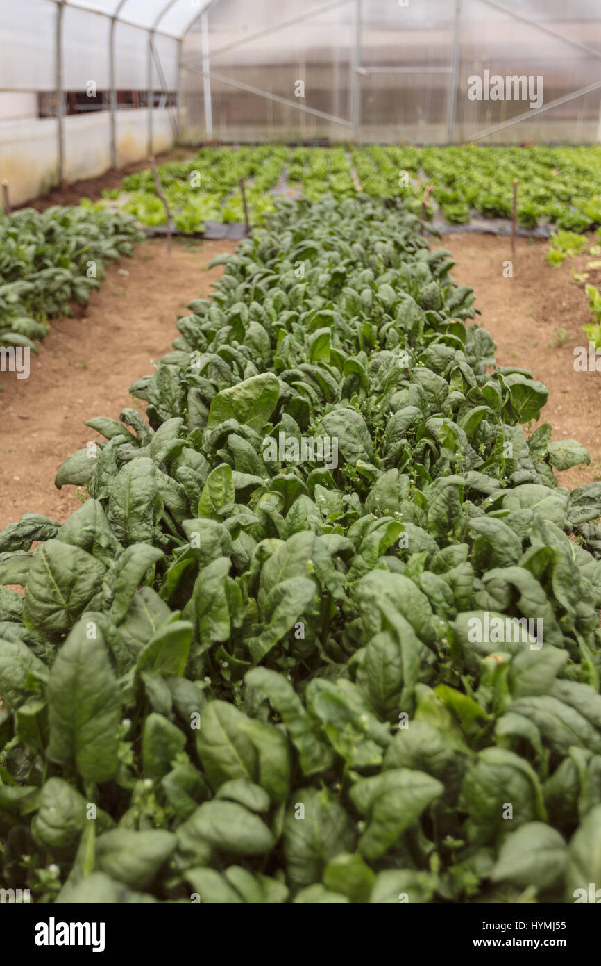 Spinach plantation in a modern greenhouse Stock Photo