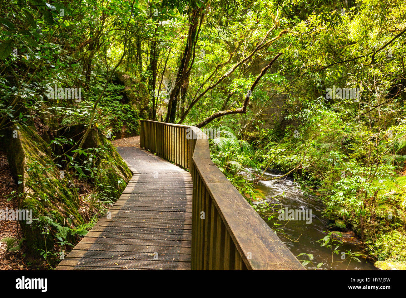 Pathway through New Zealand native bush, Mangapohue Natural Bridge, Waitomo District, Waikato, New Zealand. Stock Photo