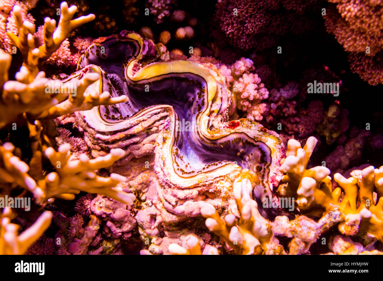 Variety of soft and hard coral shapes, sponges and branches in the deep