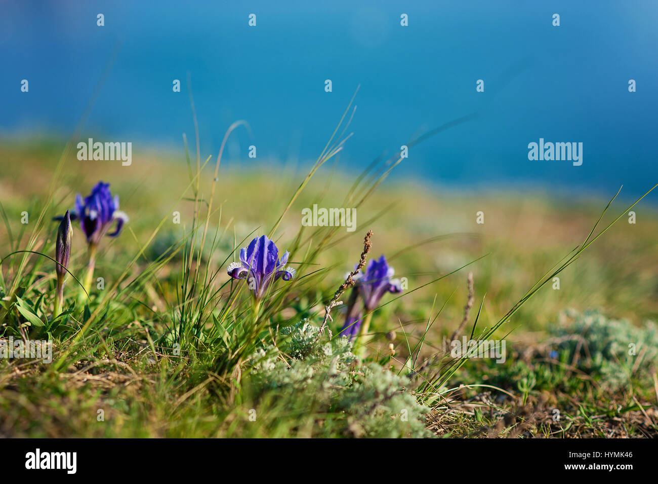 first spring flowers in the mountains - tender purple wild irises. Natural spring background. Stock Photo
