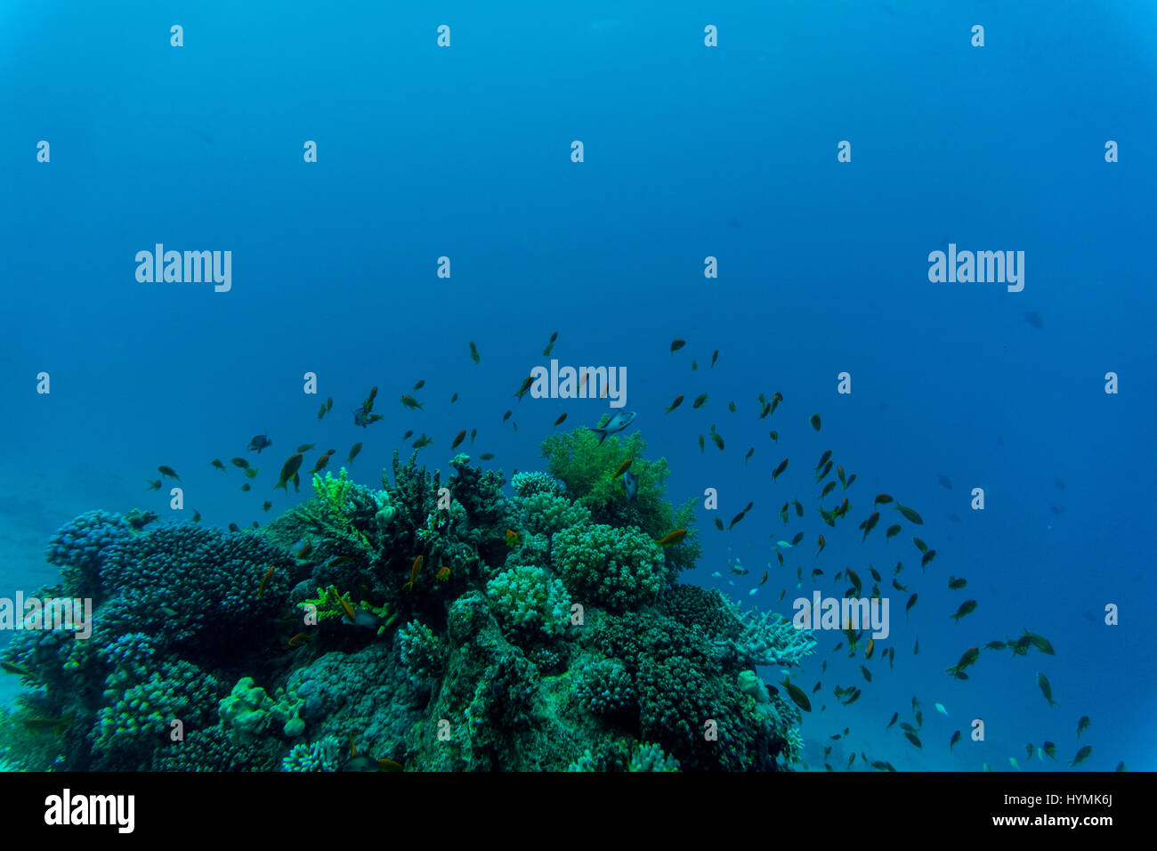 Tropical Fish on Vibrant Coral Reef, underwater scene. Sea World Stock ...