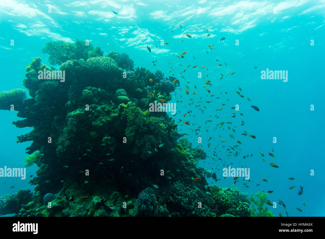Tropical Fish on Vibrant Coral Reef, underwater scene. Sea World Stock ...