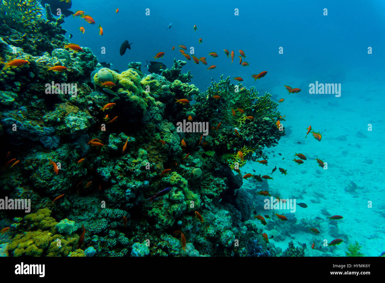 Tropical Fish on Vibrant Coral Reef, underwater scene. Sea World Stock ...