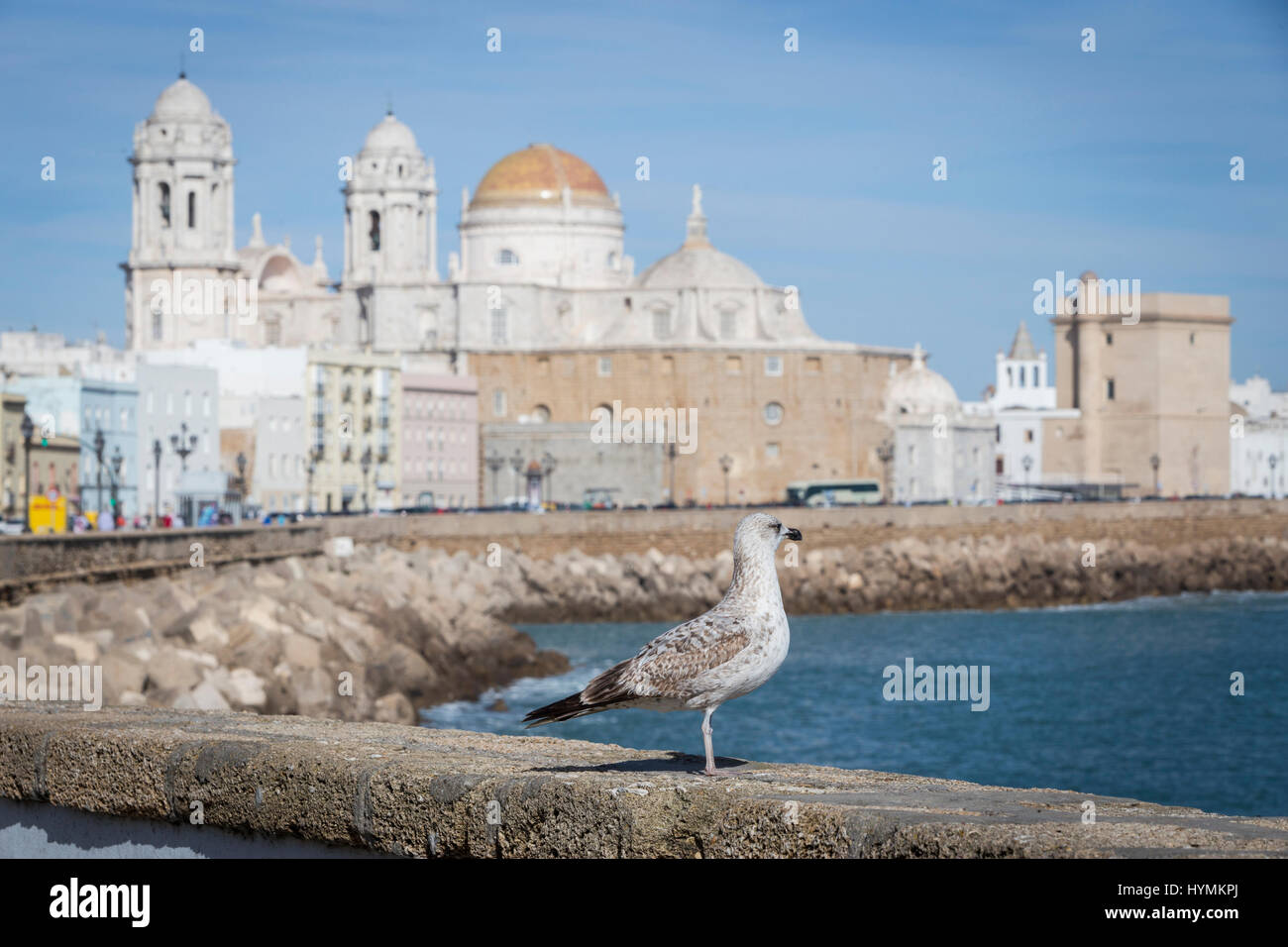 A gull watching in Paseo Campo del Sur (Cadiz Cathedral called Old Cadiz Cathedral or Church of Santa Cruz). Cadiz. Andalusia, Spain Stock Photo