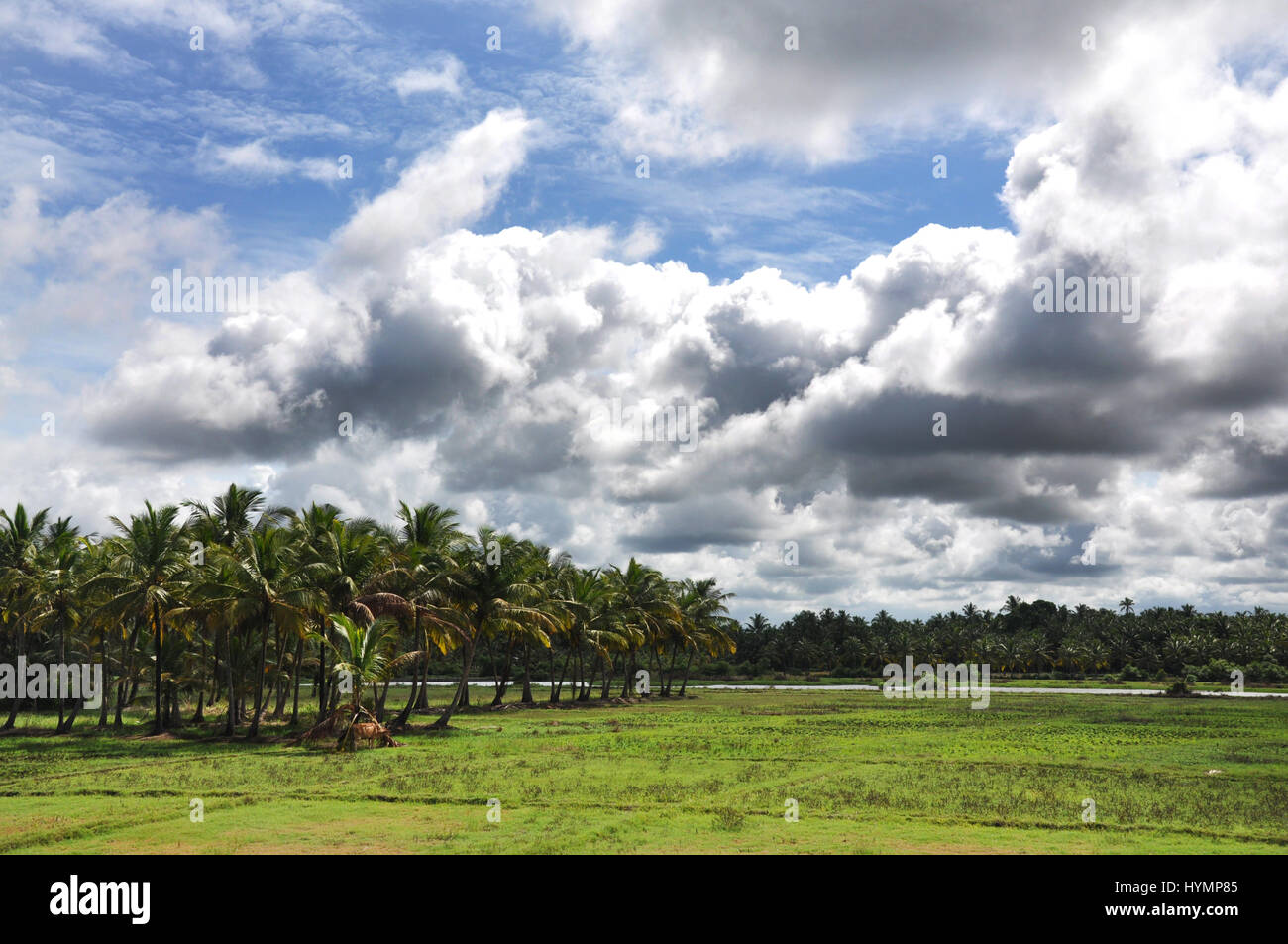 Kerala, actually named after the coconut tree with "Kera" meaning