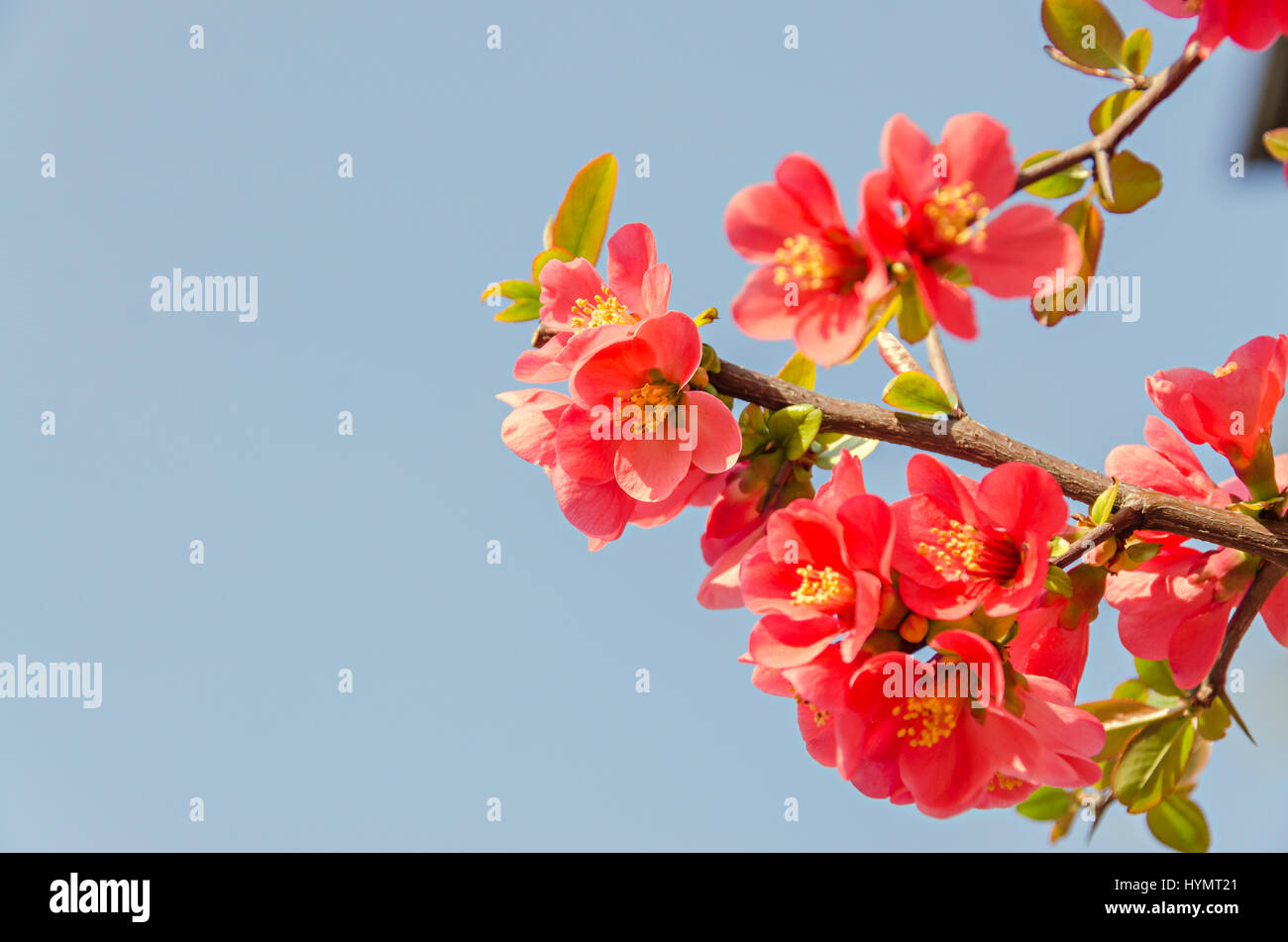 Chaenomeles japonica pink tree flowers,  Maule's quince, Gutuiul japonez, outdoor close up. Stock Photo