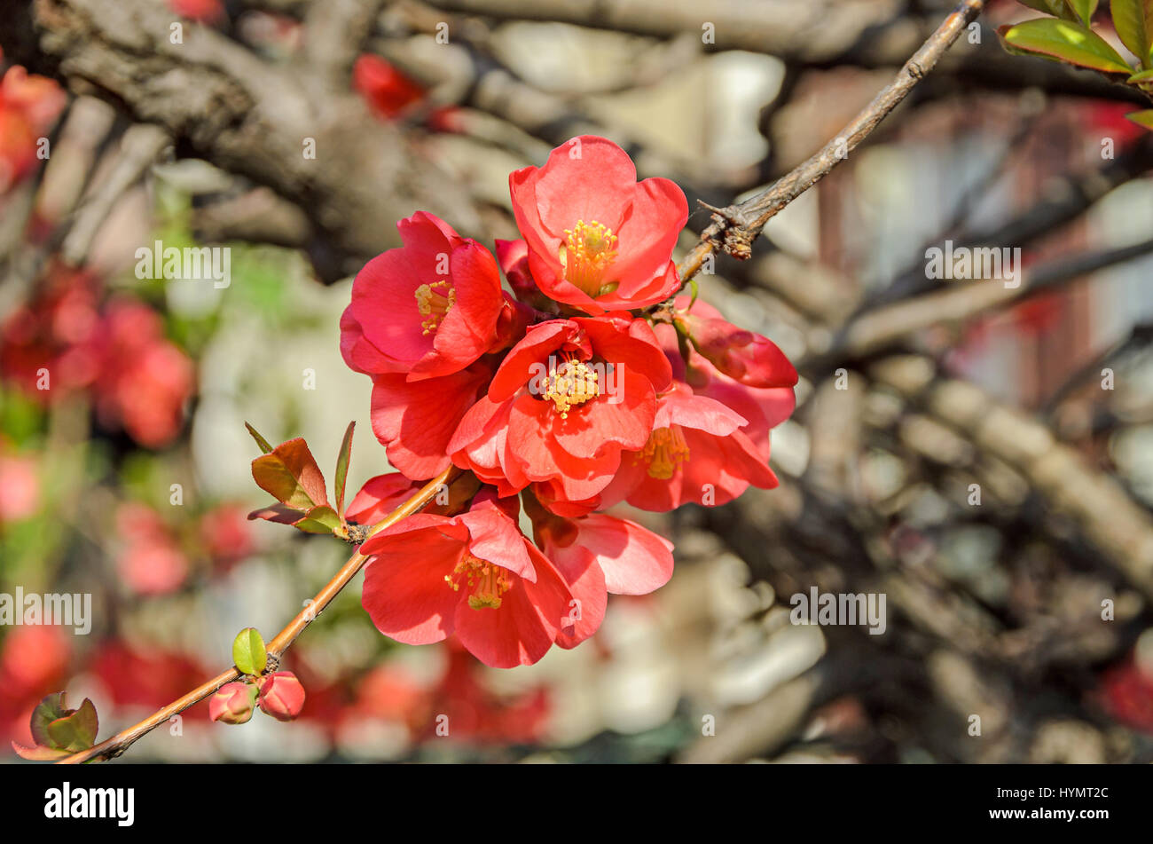 Chaenomeles japonica pink tree flowers,  Maule's quince, Gutuiul japonez, outdoor close up. Stock Photo