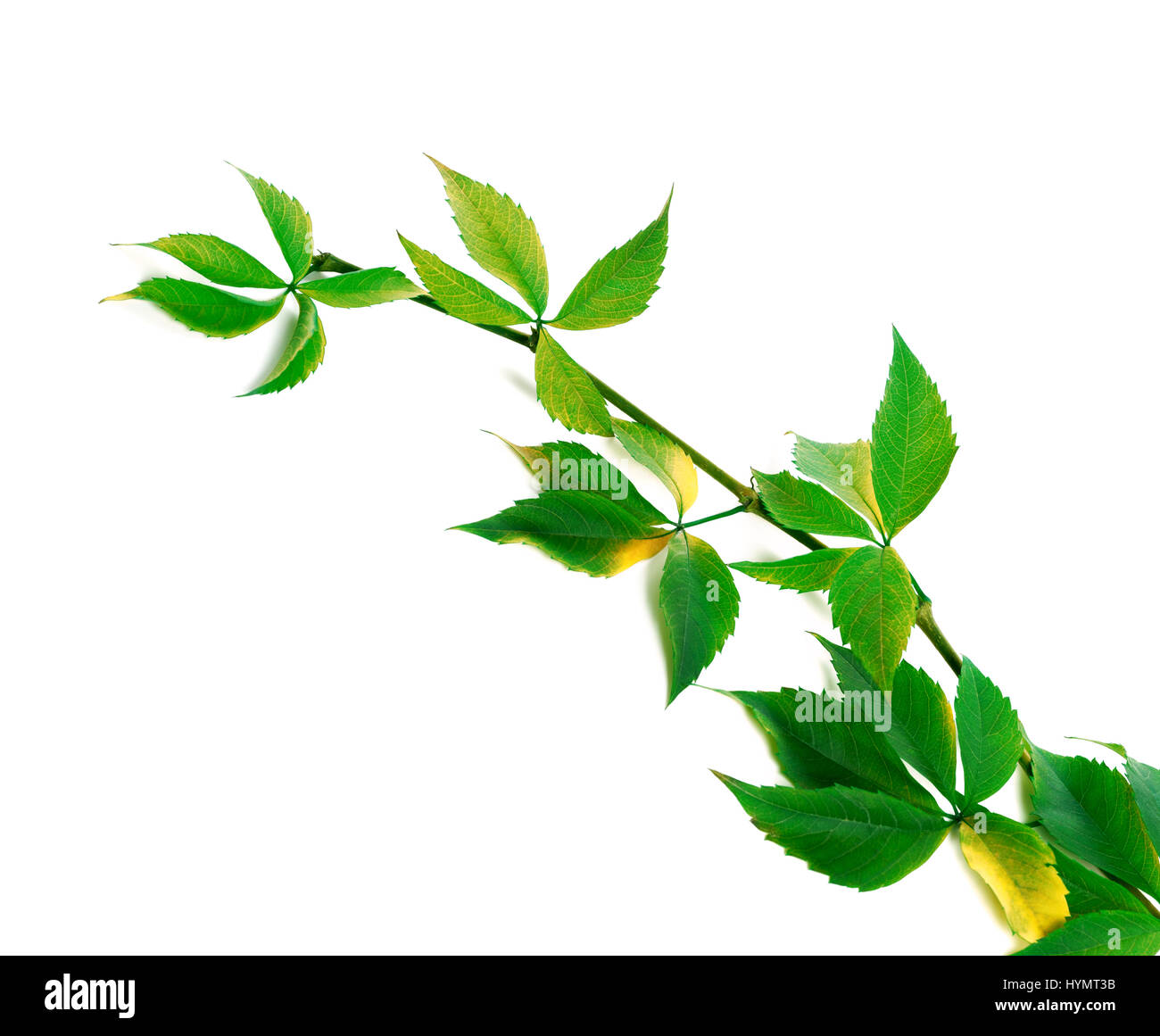 Creeper plant with new leaves climbing hires stock photography and