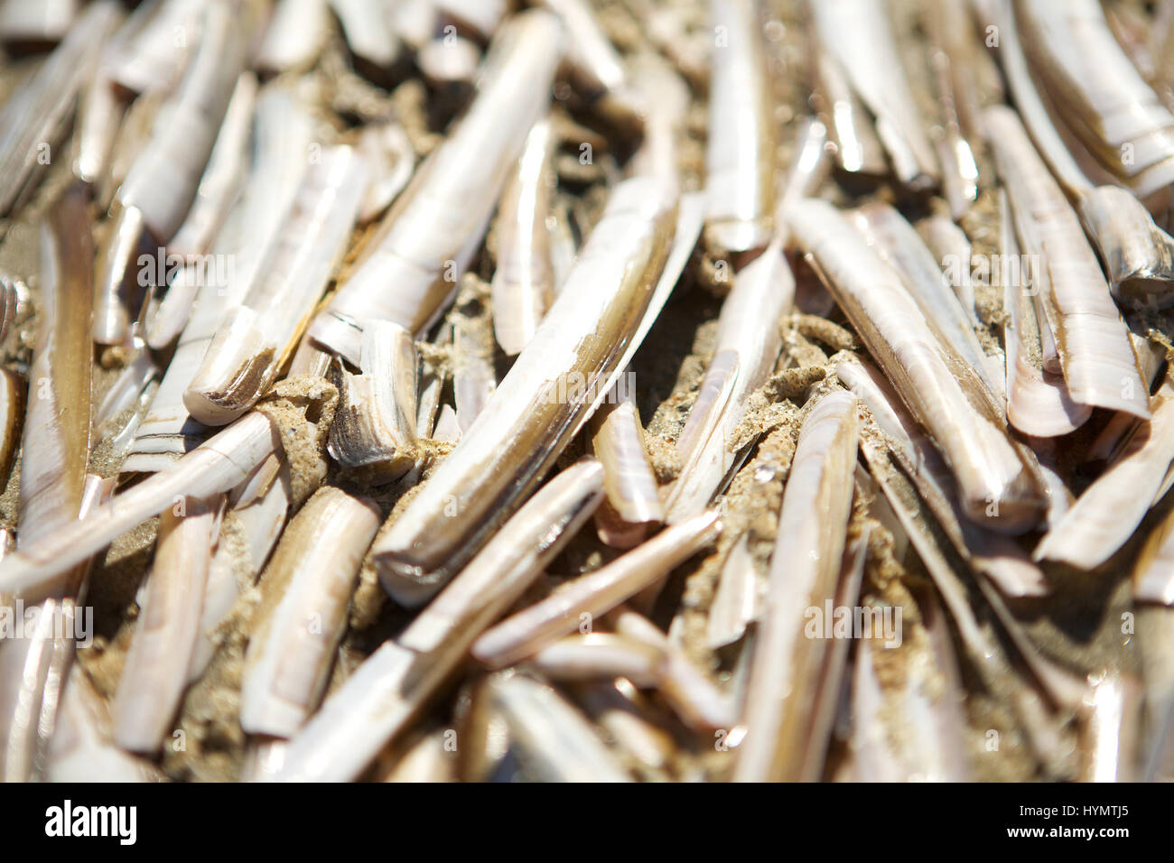 Macro image of many razor clamshells on the beach Stock Photo - Alamy