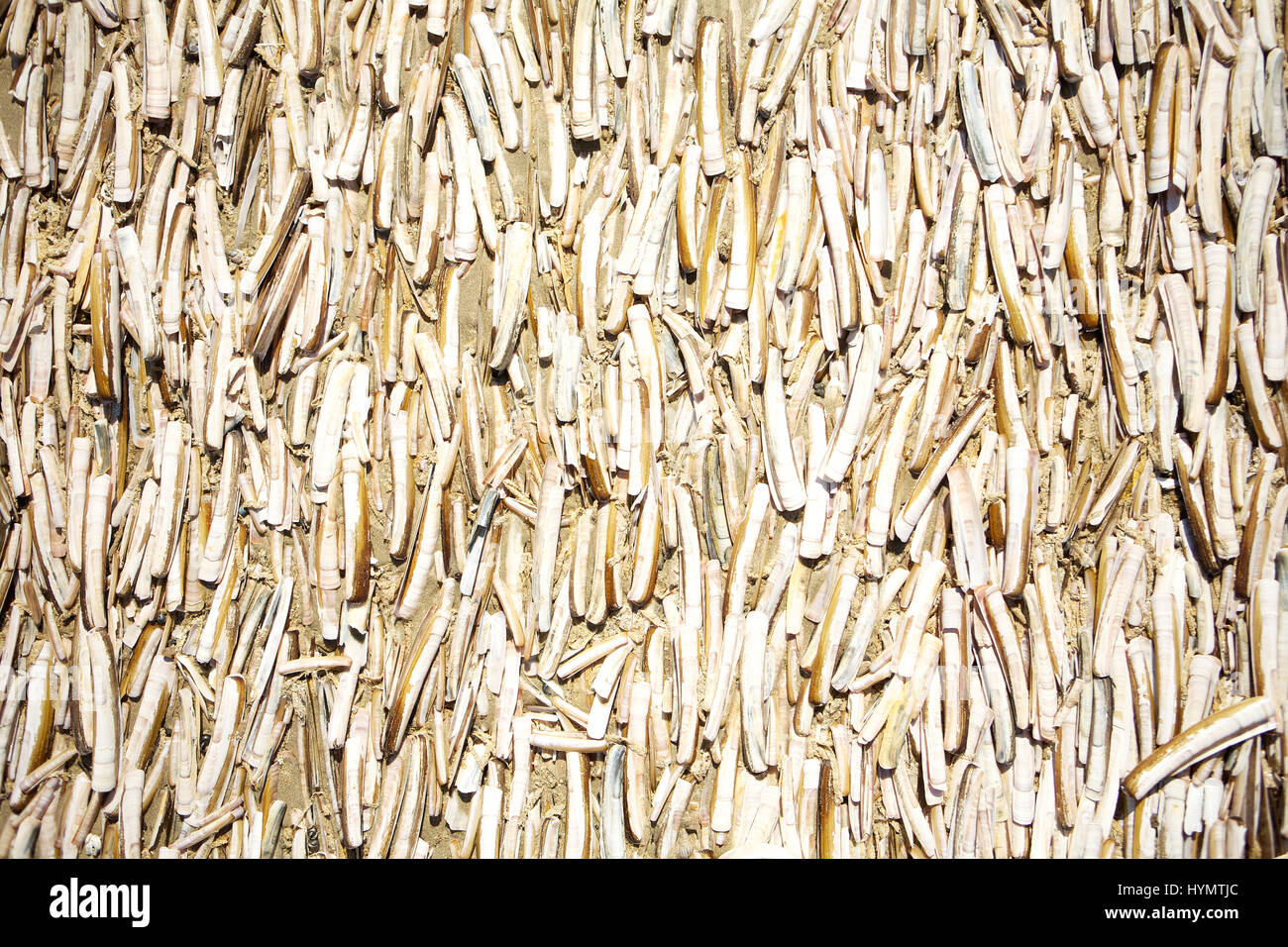 Close up horizontal image of lots of razor clamshells on the beach ...