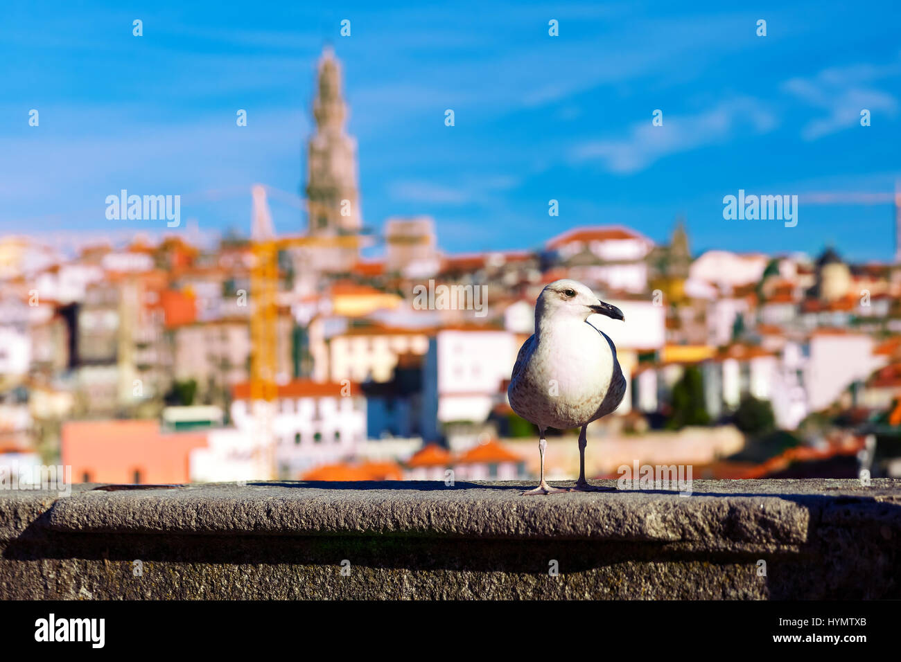 Seagull and Torre dos Clerigos in Lisbon, Portugal Stock Photo