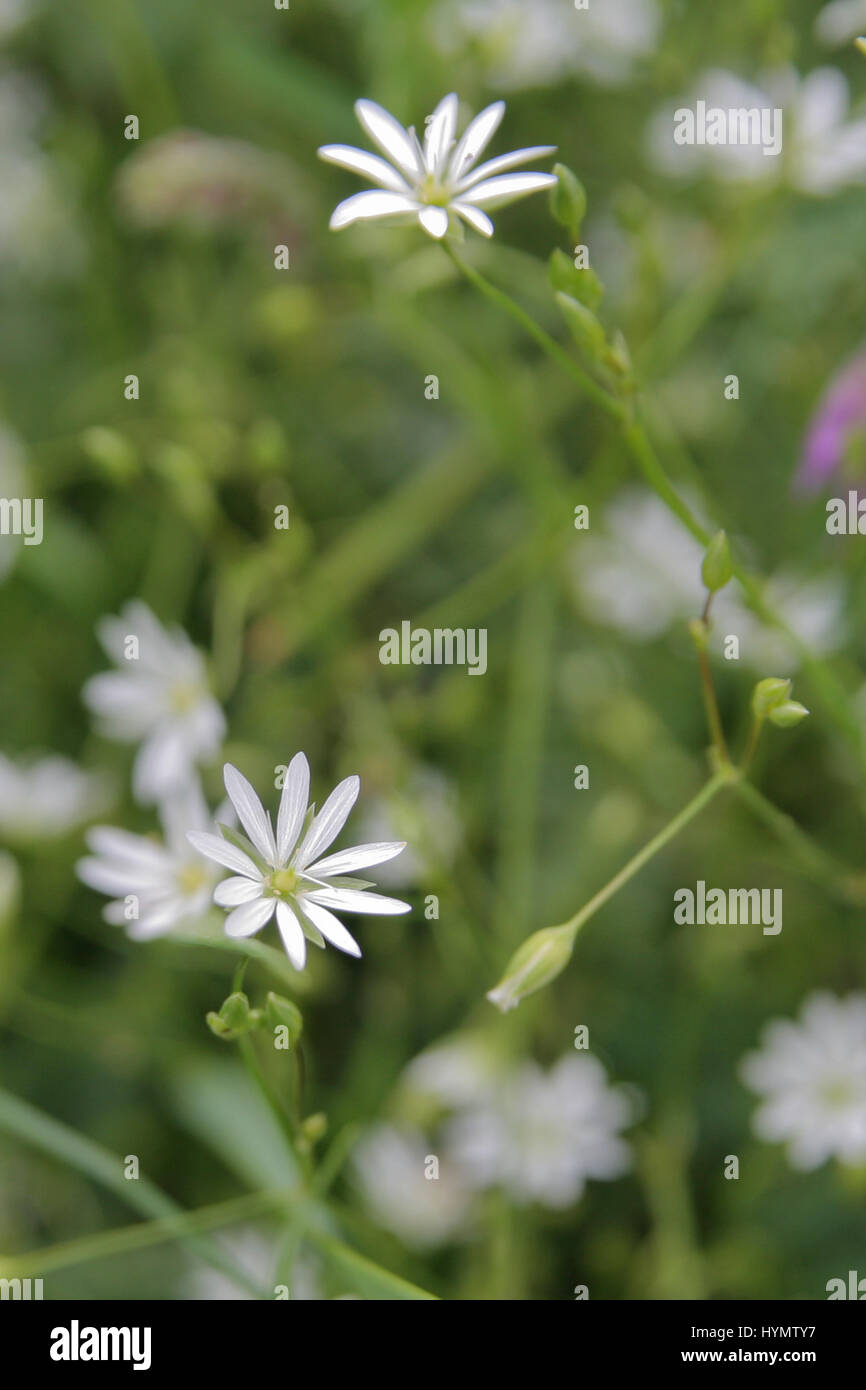 Stitchwort flower hi-res stock photography and images - Alamy