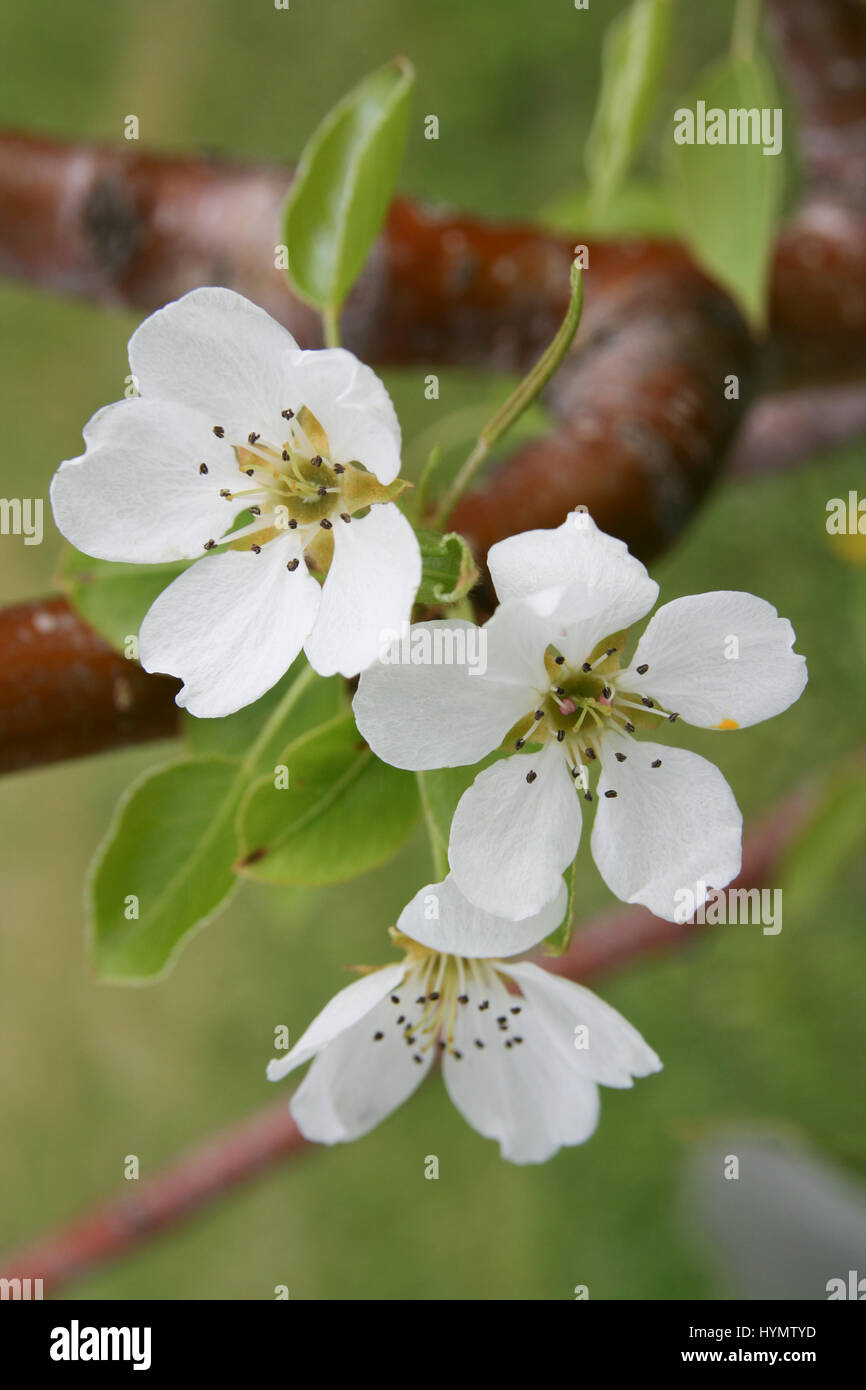 Wild blackberry flowers in full bloom Stock Photo