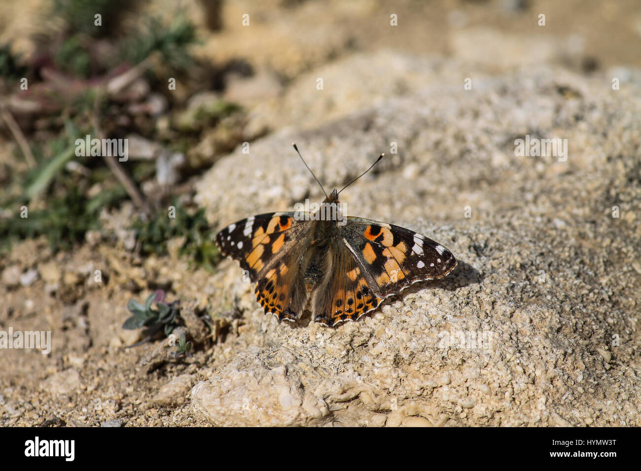 A Painted Lady (Butterfly) Stock Photo