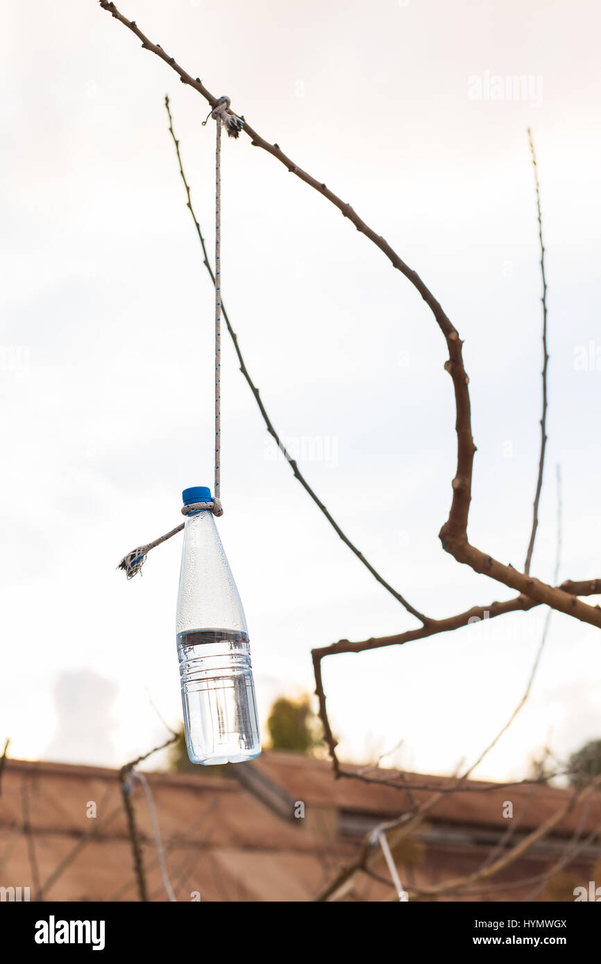 Bottle hanging from a tree Stock Photo - Alamy
