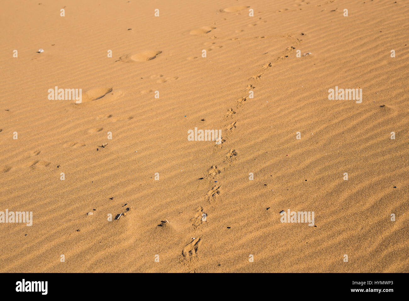 Dog print on sand Stock Photo - Alamy