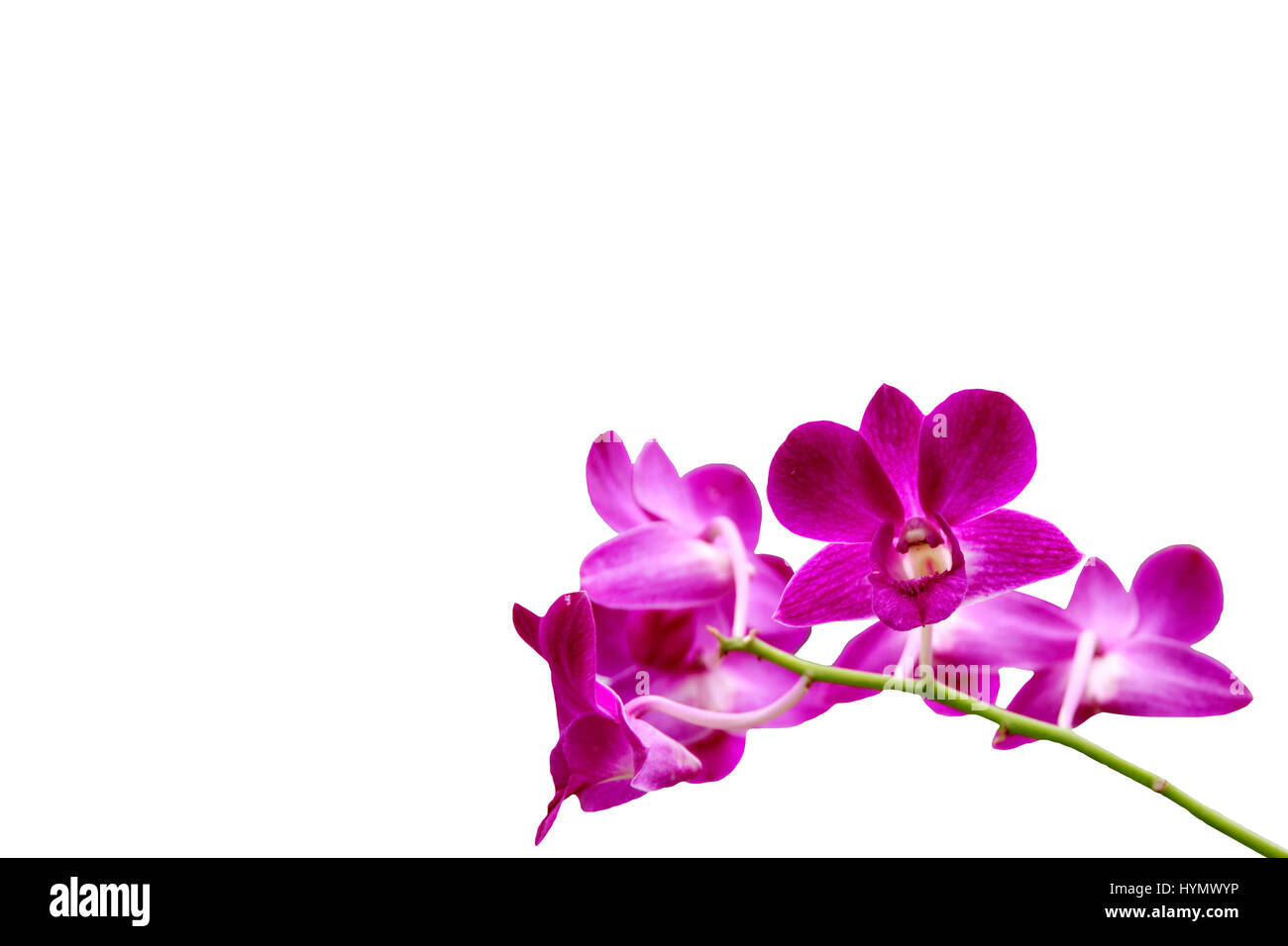 Closed up isolated purple orchid bunch on white background Stock Photo