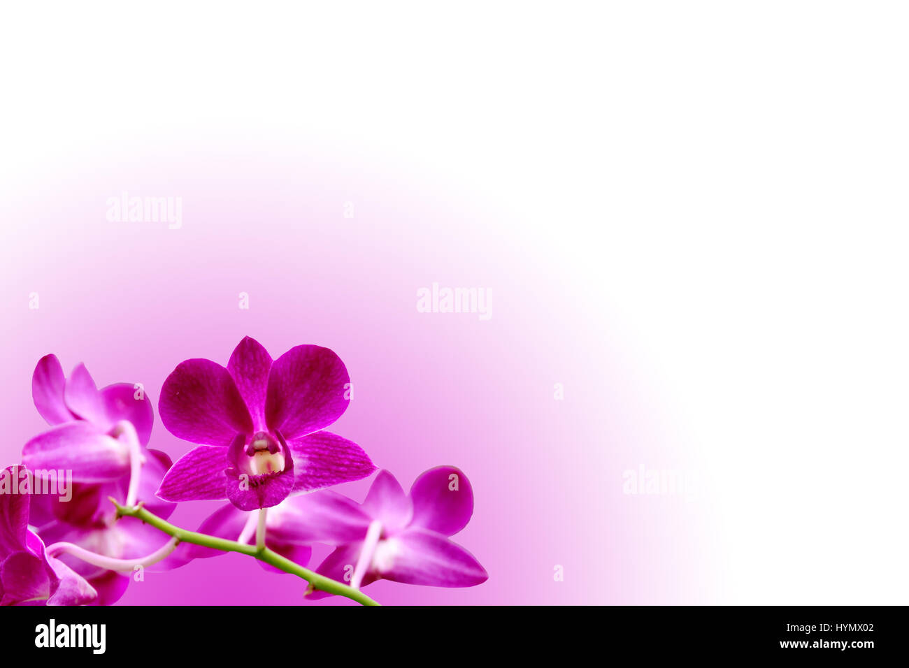 Closed up isolated purple orchid bunch Stock Photo